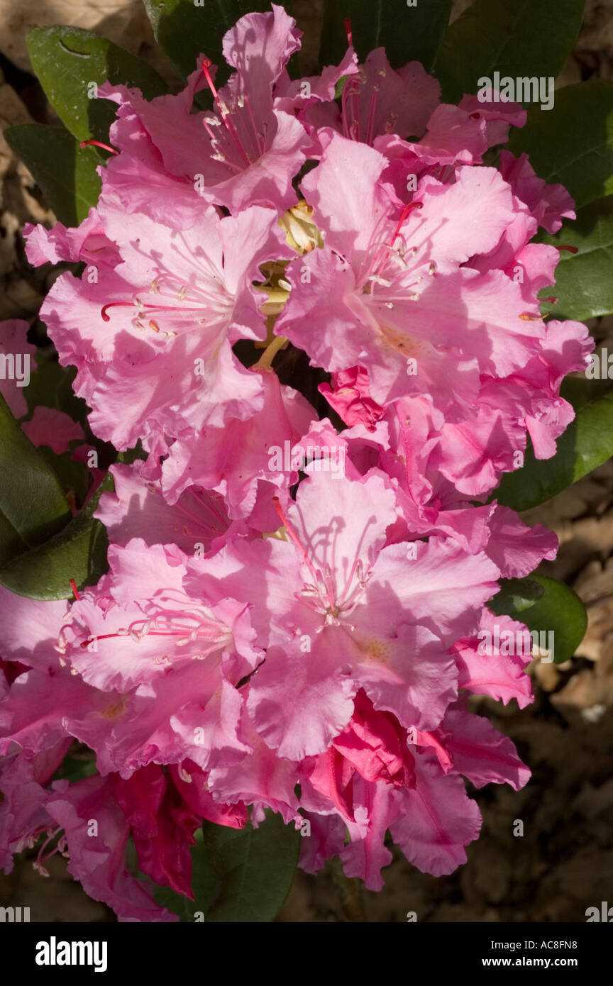 Fleur rose profond de l'Azalea Ericaceae Rododendron smirnowii ou smirnovii la montagne du Caucase Banque D'Images