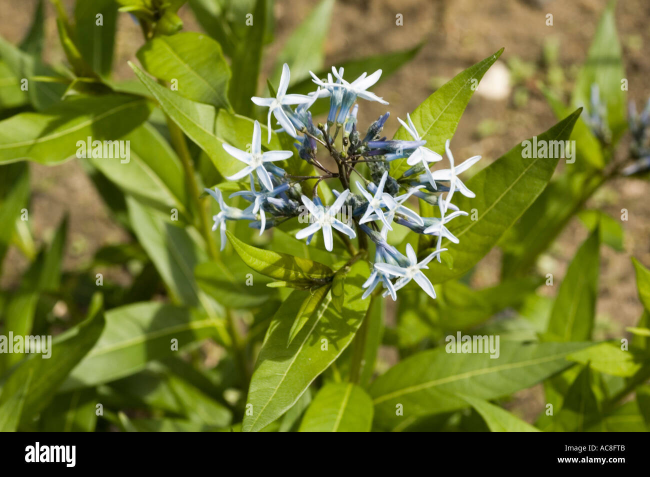 L'apocyn bleu ou Blue Star ou Eastern bluestar Apocynaceae Amsonia tabernaemontana Europe Amérique Banque D'Images