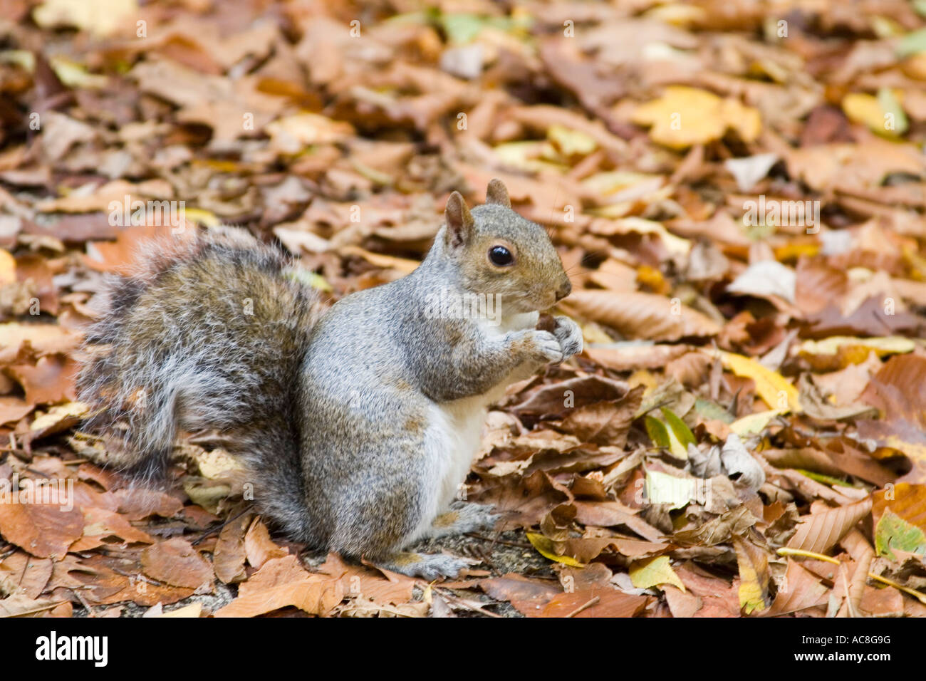 L'écureuil gris Sciurus carolinensis tenant un écrou dans les bois Banque D'Images