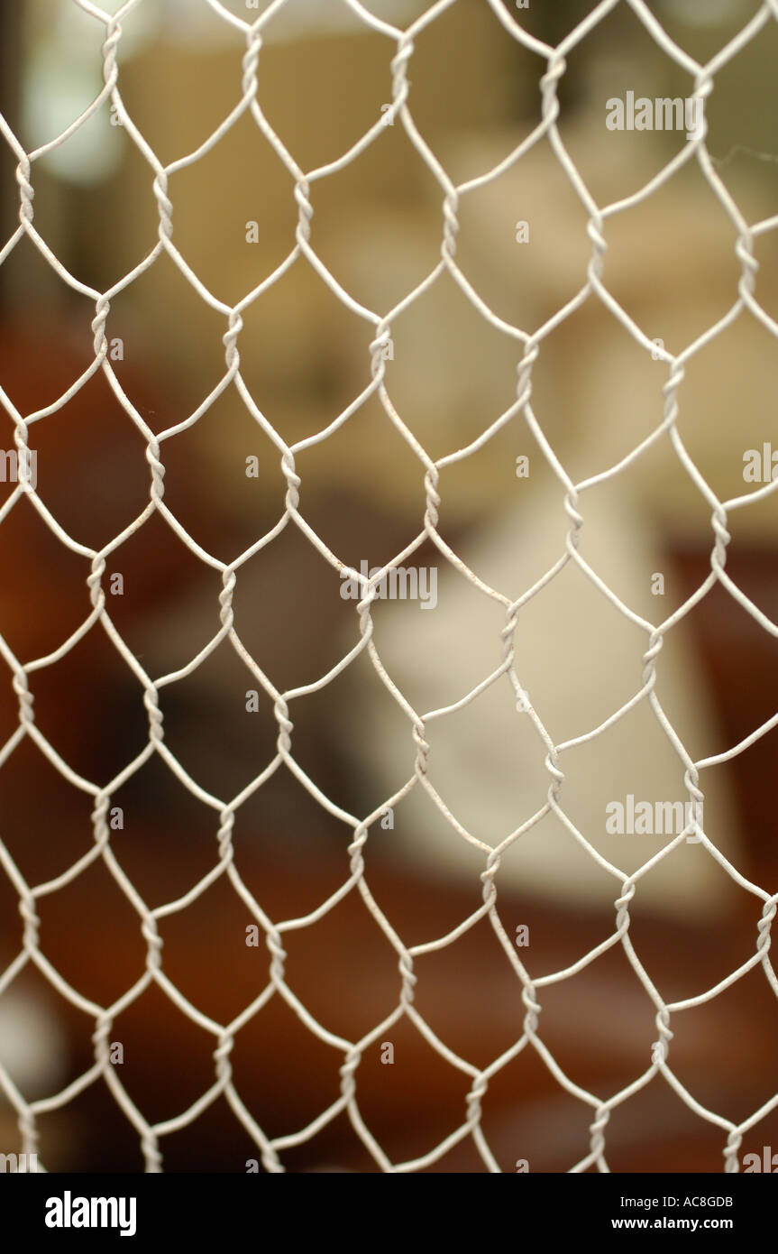 Le fil blanc de poulet Close up Banque D'Images