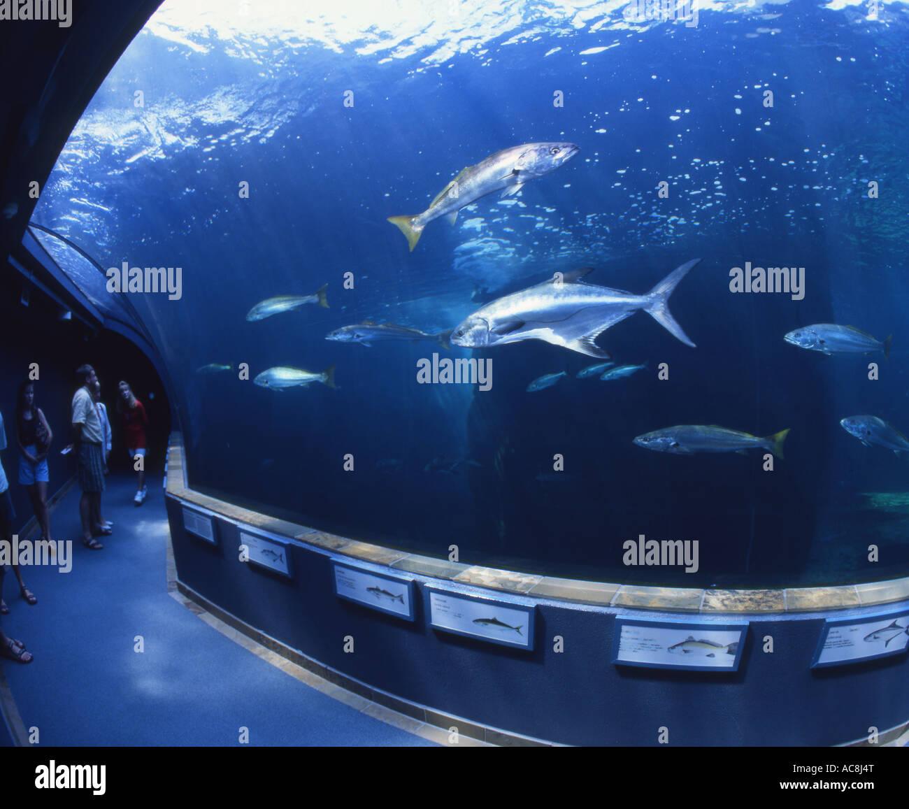 Les visiteurs de l'Aquarium des deux océans au V&A waterfront à à des espèces de poissons marins y compris cob et leer le poisson. Banque D'Images