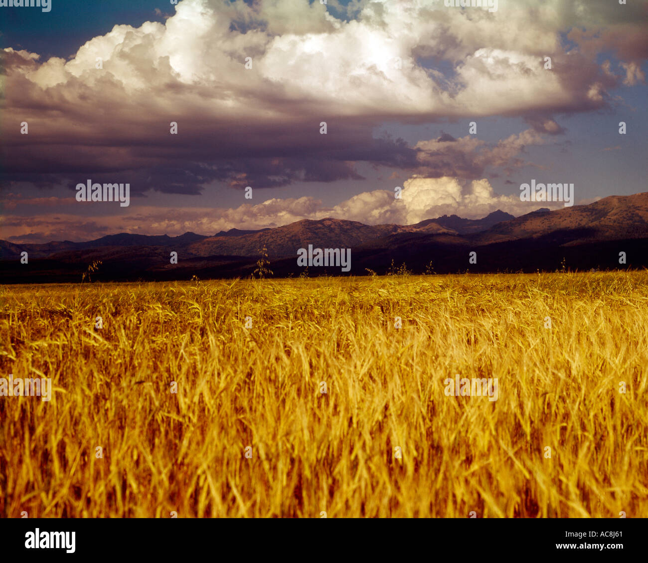 Blé mûr attend que la moissonneuse-batteuse à un ranch de blé de l'Ouest alors que les nuages couvrent le ciel spectaculaire Banque D'Images