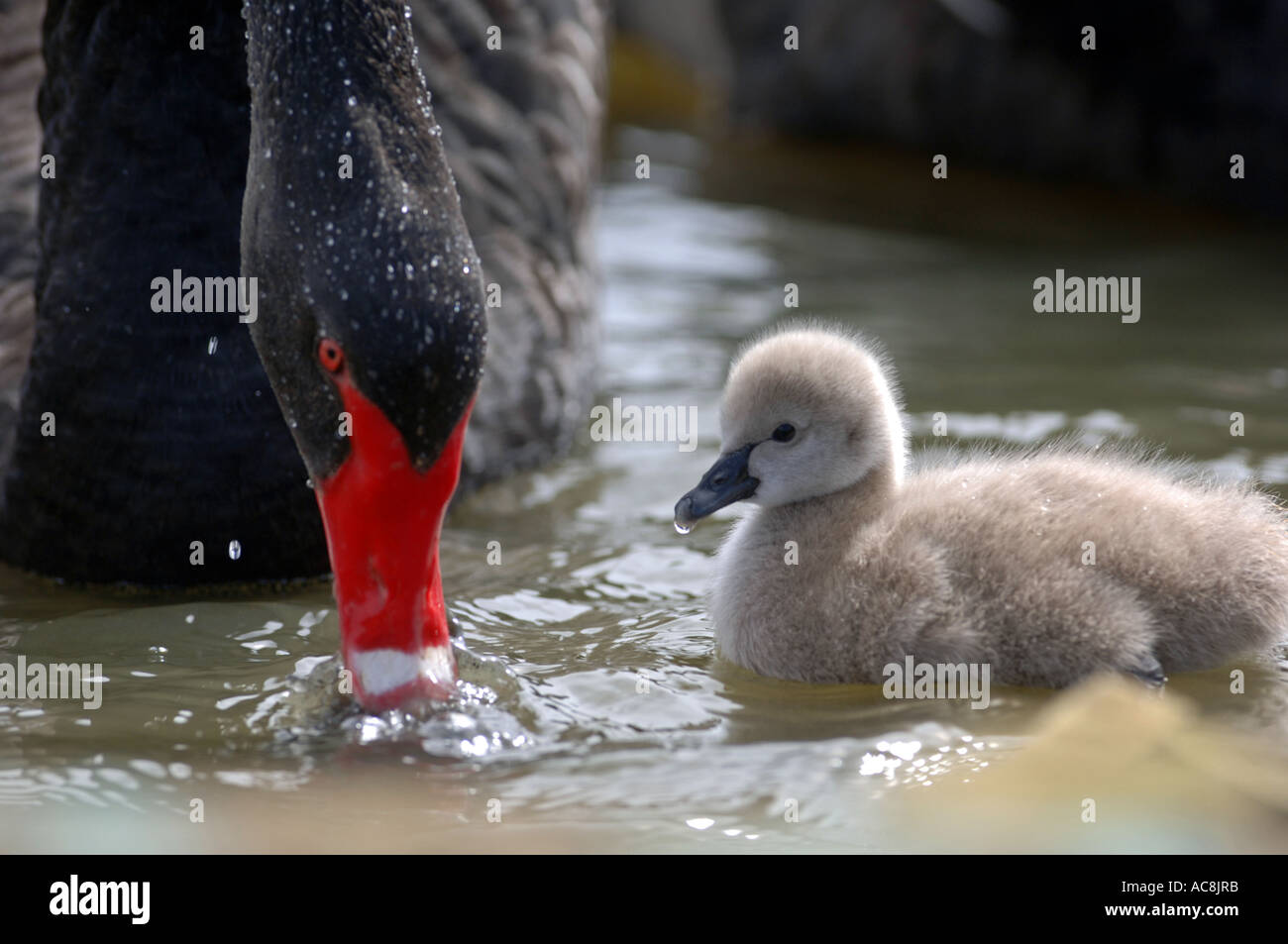 Black Swan Cygnet Cygnets Swan Bebe Cygnes Abbotsbury Swannery Grande Bretagne Dorset Uk Photo Stock Alamy