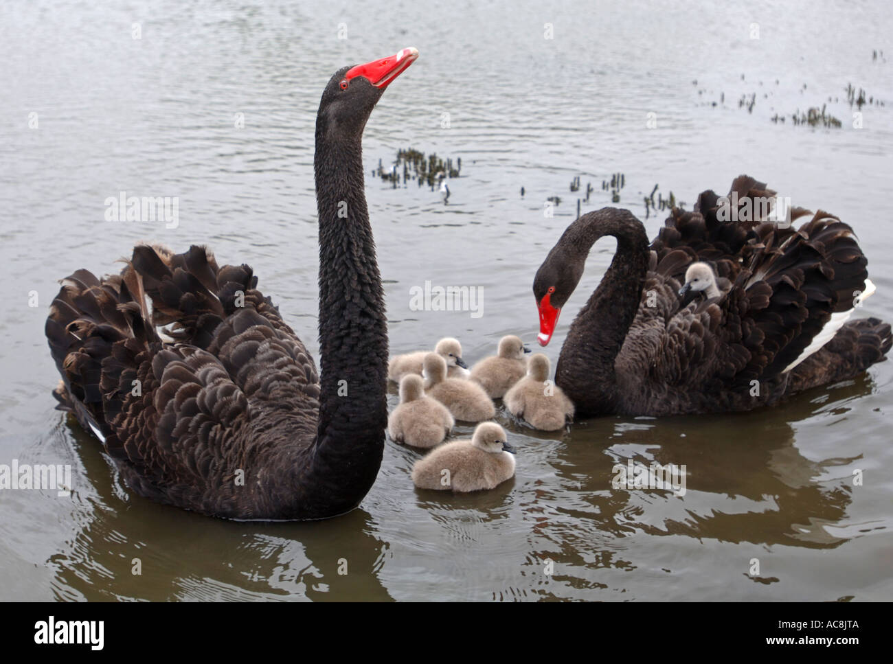 Black Swan Cygnet Cygnets Swan Bebe Cygnes Abbotsbury Swannery Grande Bretagne Dorset Uk Photo Stock Alamy Black Swan Cygnet Cygnets Swan Bebe Cygnes Abbotsbury Swannery Grande Bretagne Dorset Uk Photo Stock Alamy
