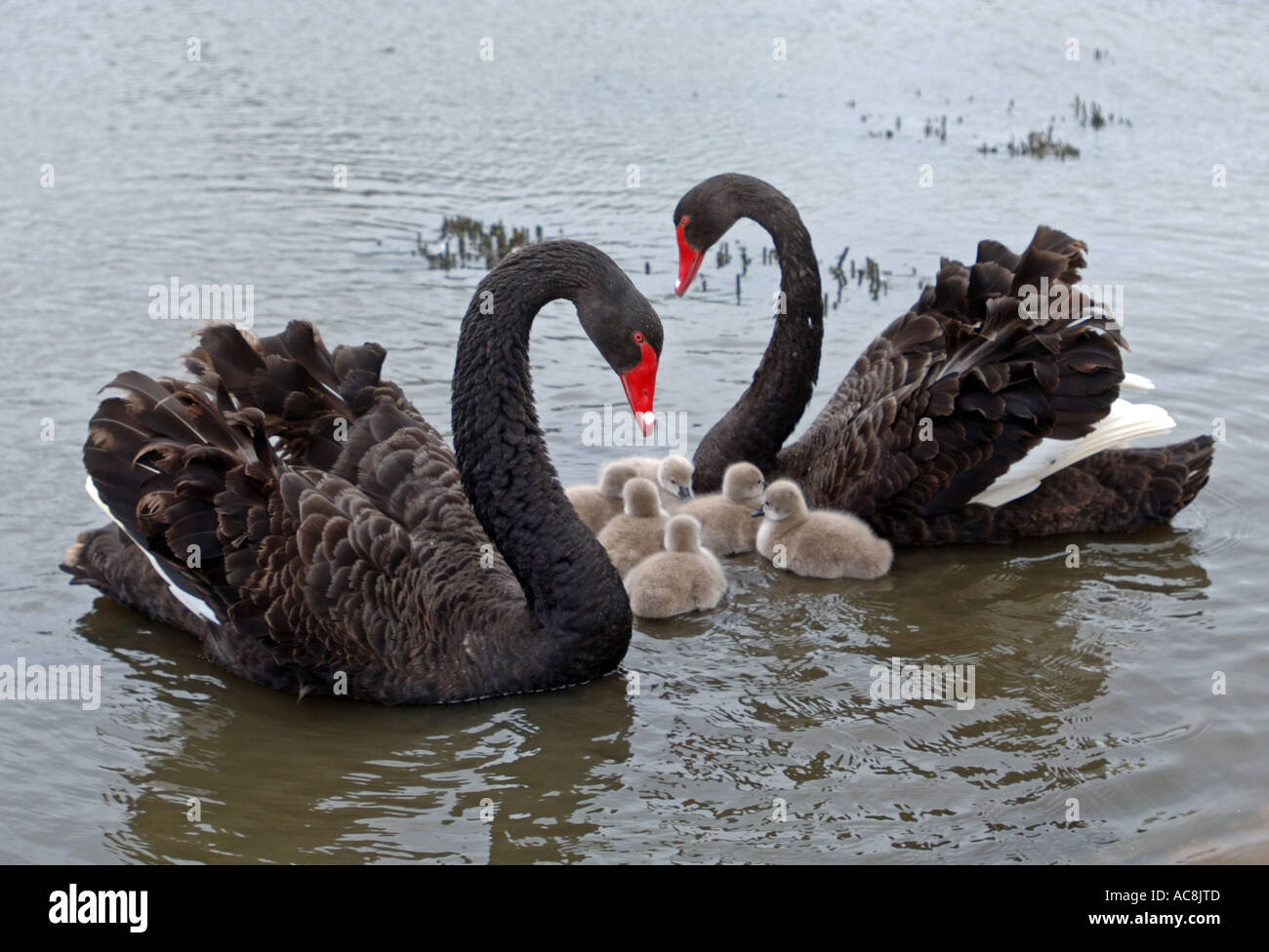 Black Swan Cygnet Cygnets Swan Bebe Cygnes Abbotsbury Swannery Grande Bretagne Dorset Uk Photo Stock Alamy Black Swan Cygnet Cygnets Swan Bebe Cygnes Abbotsbury Swannery Grande Bretagne Dorset Uk Photo Stock Alamy