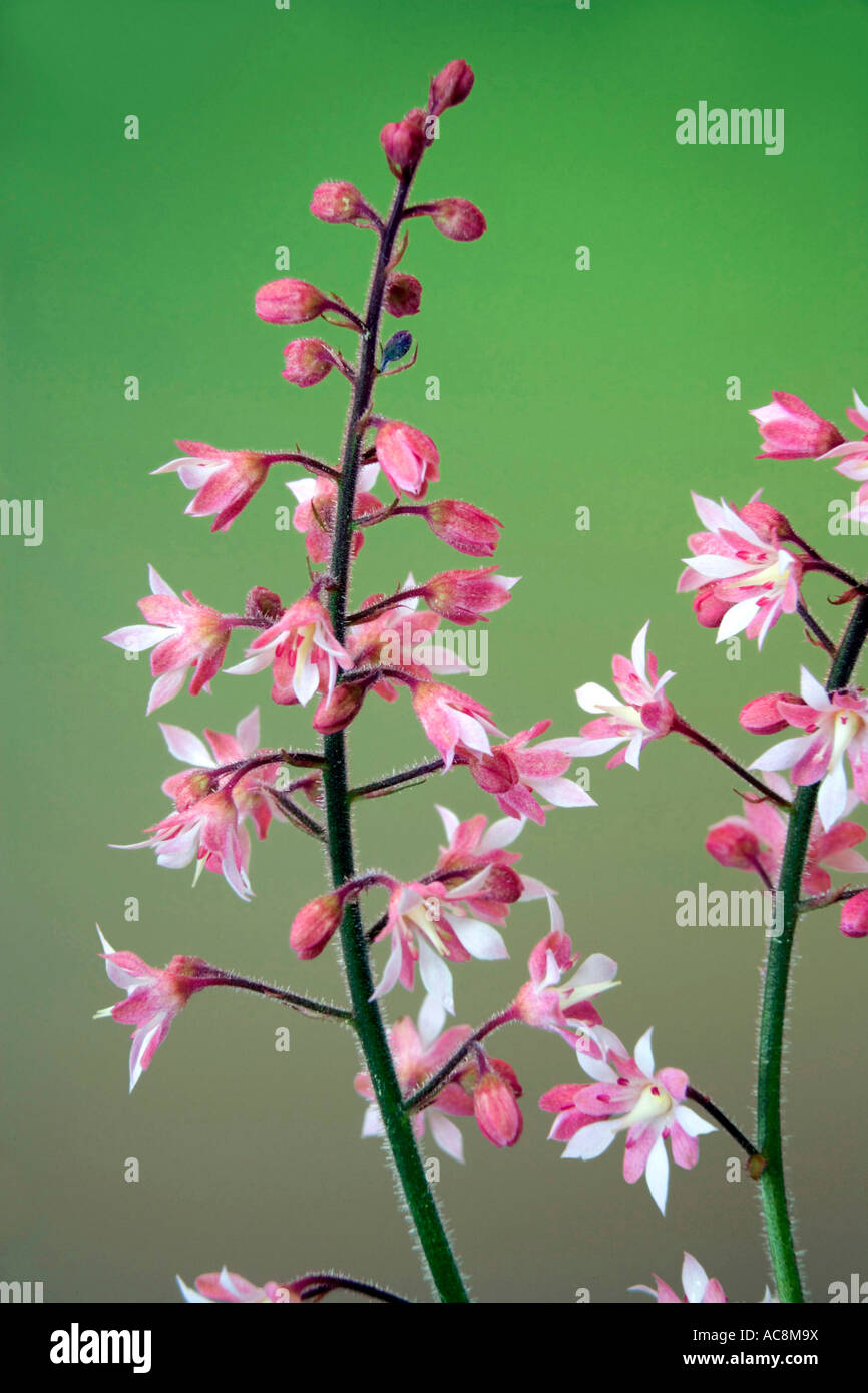 Close-up of heucherella fleurs Banque D'Images