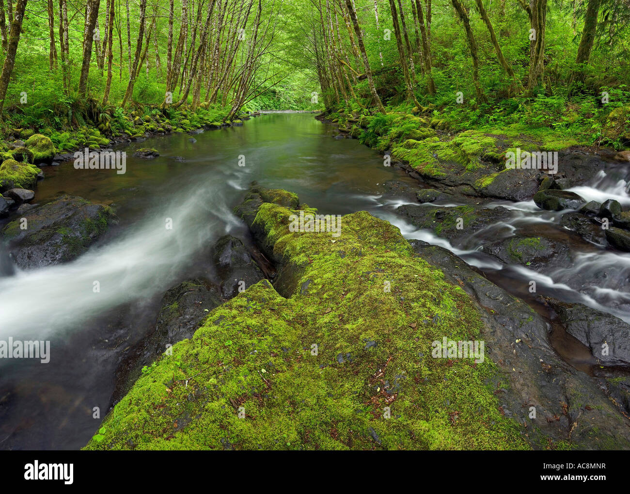 Rivière à travers une forêt, rivière Nestucca, Oregon, USA Banque D'Images