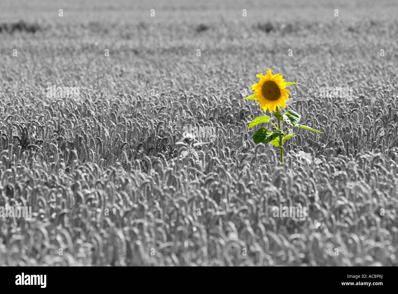 Les Tournesol dans champ de maïs Beauvais-sur-Matha Charente Maritime SW France Banque D'Images