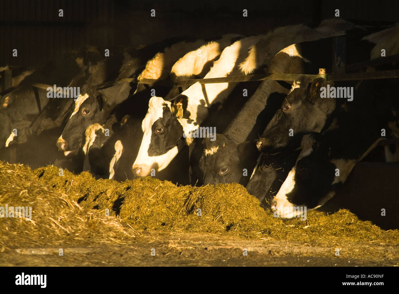 dh vaches de boeuf bêtes bétail de ferme Royaume-Uni troupeau de vaches se nourrissant en hiver fourrage grange animaux du royaume-uni bétail se nourrissant d'ensilage agricole nourrie Banque D'Images