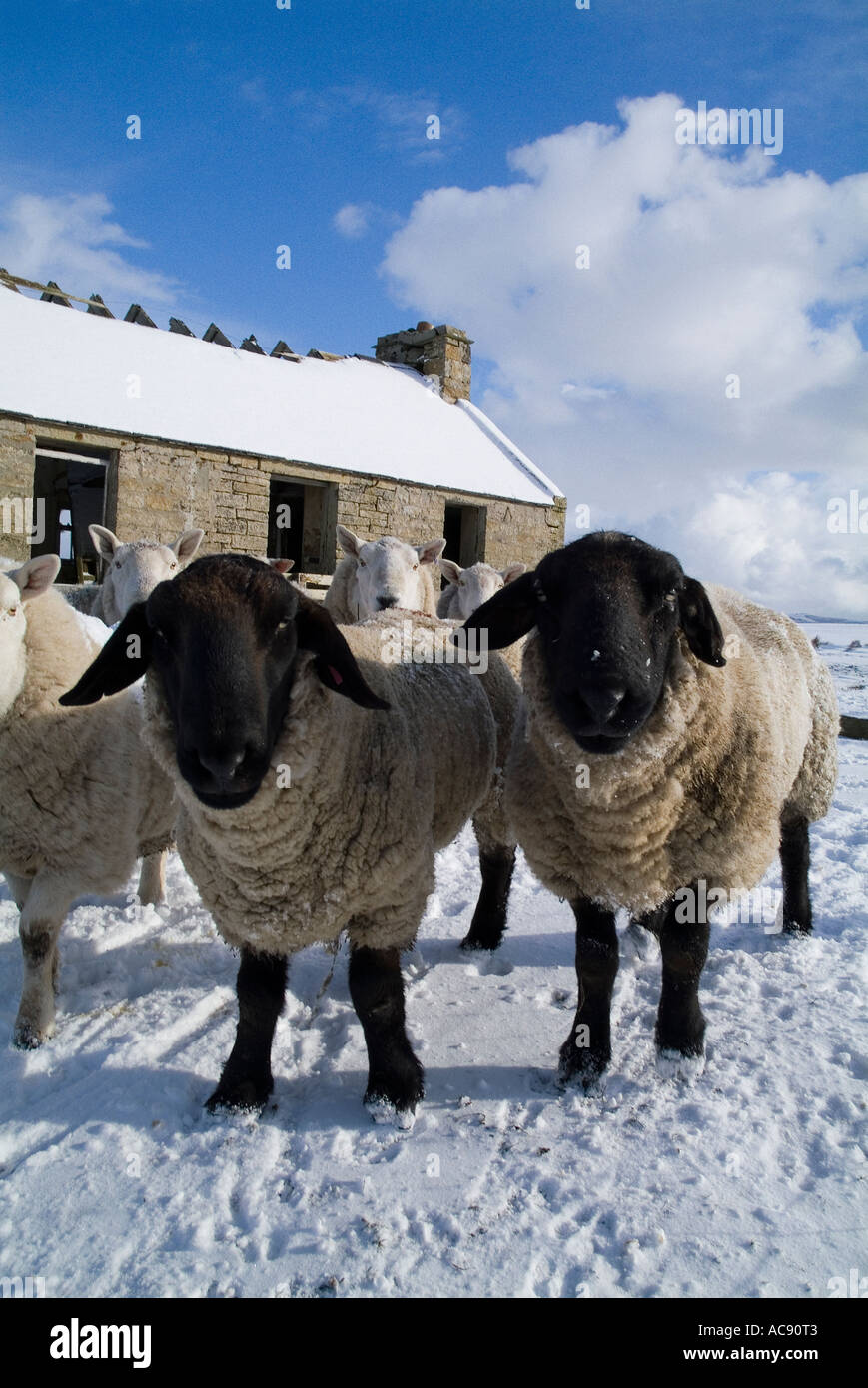 dh Suffolk brebis brebis BREBIS UK couple dans le déneigement par ruiné cottage écossais agriculture ecosse hiver bétail Banque D'Images