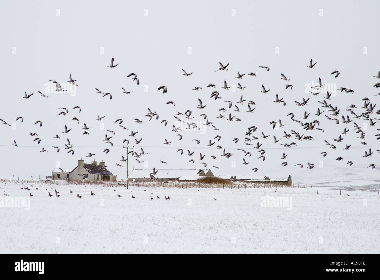 dh Flock of Birds WILD OIES ORKNEY SCOTLAND flowers in field envol cottage neige royaume-uni faune d'hiver migrant le graulag oie anser Banque D'Images