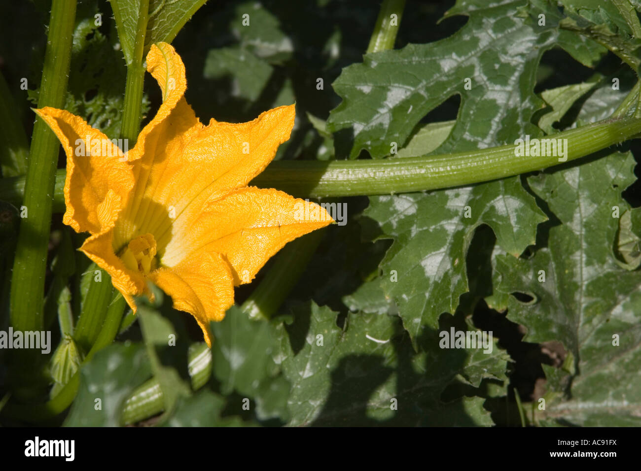 Squashflower Banque D'Images