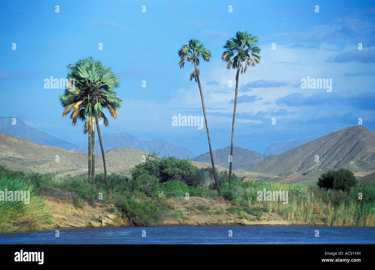 Avec la rivière Kunene Makalali palmiers et montagnes en arrière-plan Serra Cafema Namibie Banque D'Images