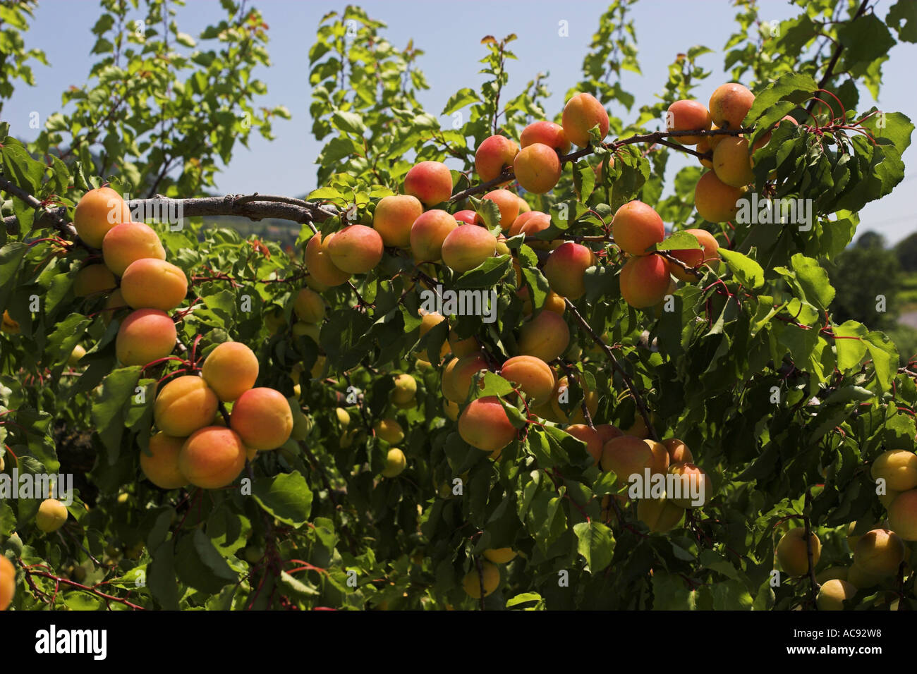 Abricotier (Prunus armeniaca), de la direction générale avec des fruits mûrs, France, Provence Banque D'Images