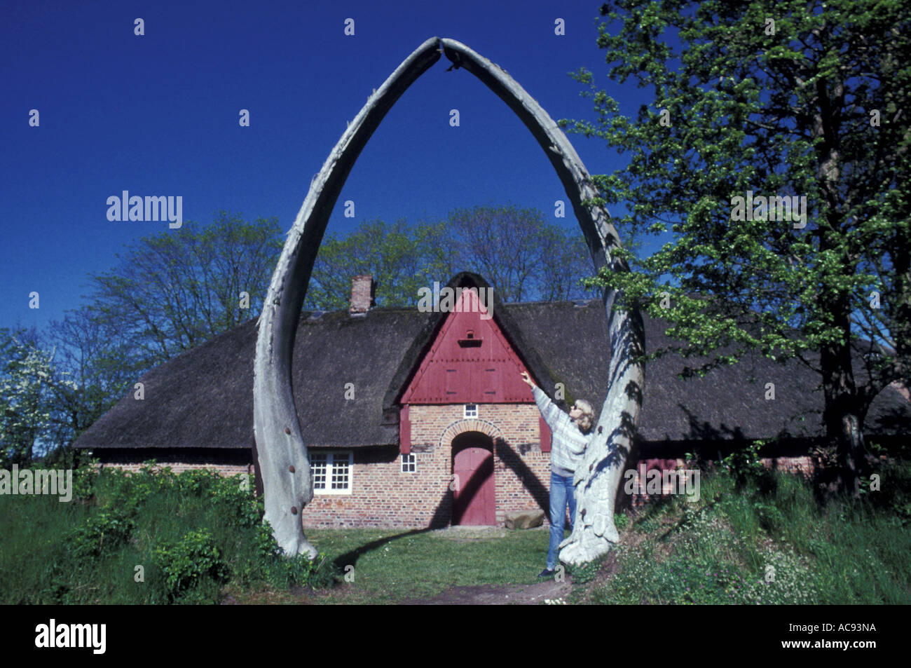 Maxillaire des baleines en face de l'île au musée frison Foehr, Allemagne, Schleswig-Holstein, Wyk Banque D'Images Maxillaire des baleines en face de l'île au musée frison Foehr, Allemagne, Schleswig-Holstein, Wyk Banque D'Images