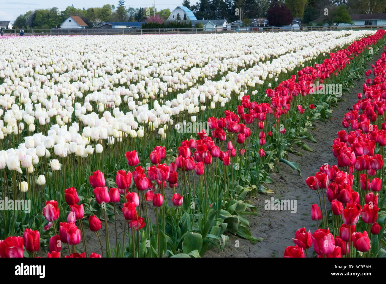 Un champ de tulipes rouges et blanches à la vallée de la Skagit Tulip ...