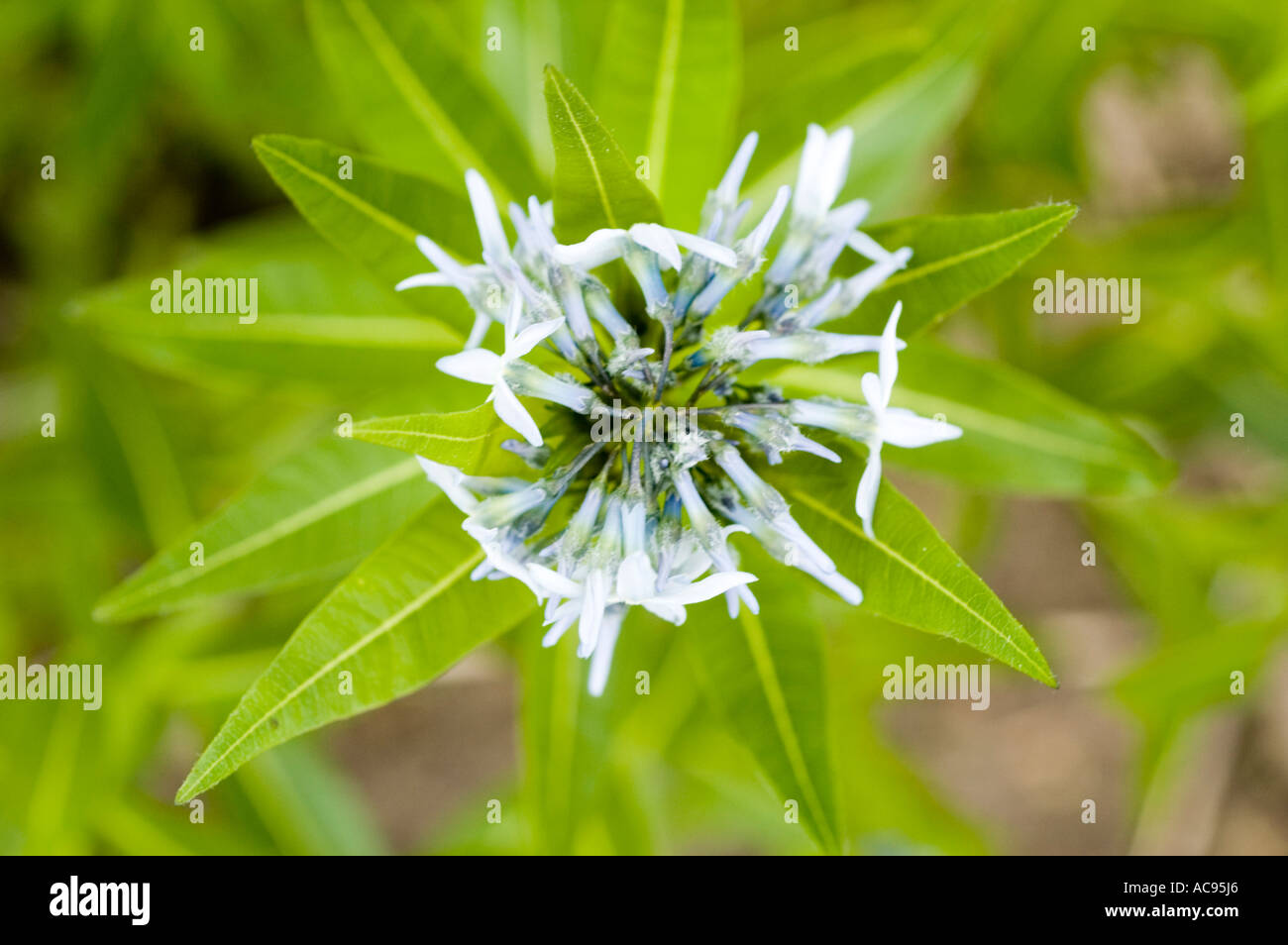 Eastern bluestar Apocynaceae Amsonia tabernaemontana Amérique du Nord Banque D'Images