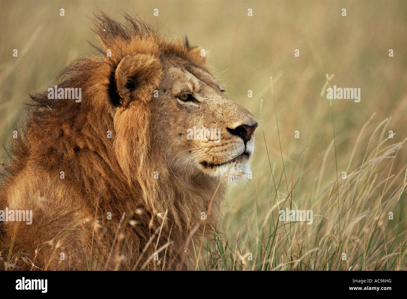 Lion Panthera leo tête portrait Masai Mara, Kenya Banque D'Images