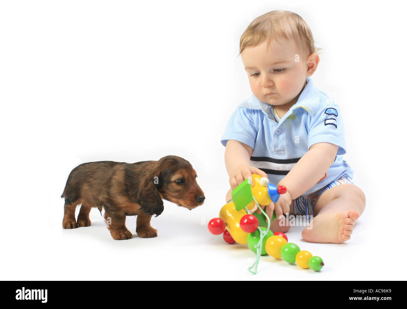 Teckel, chien saucisse, chien domestique (Canis lupus f. familiaris),  dragonnet avec bébé, Allemagne Photo Stock - Alamy