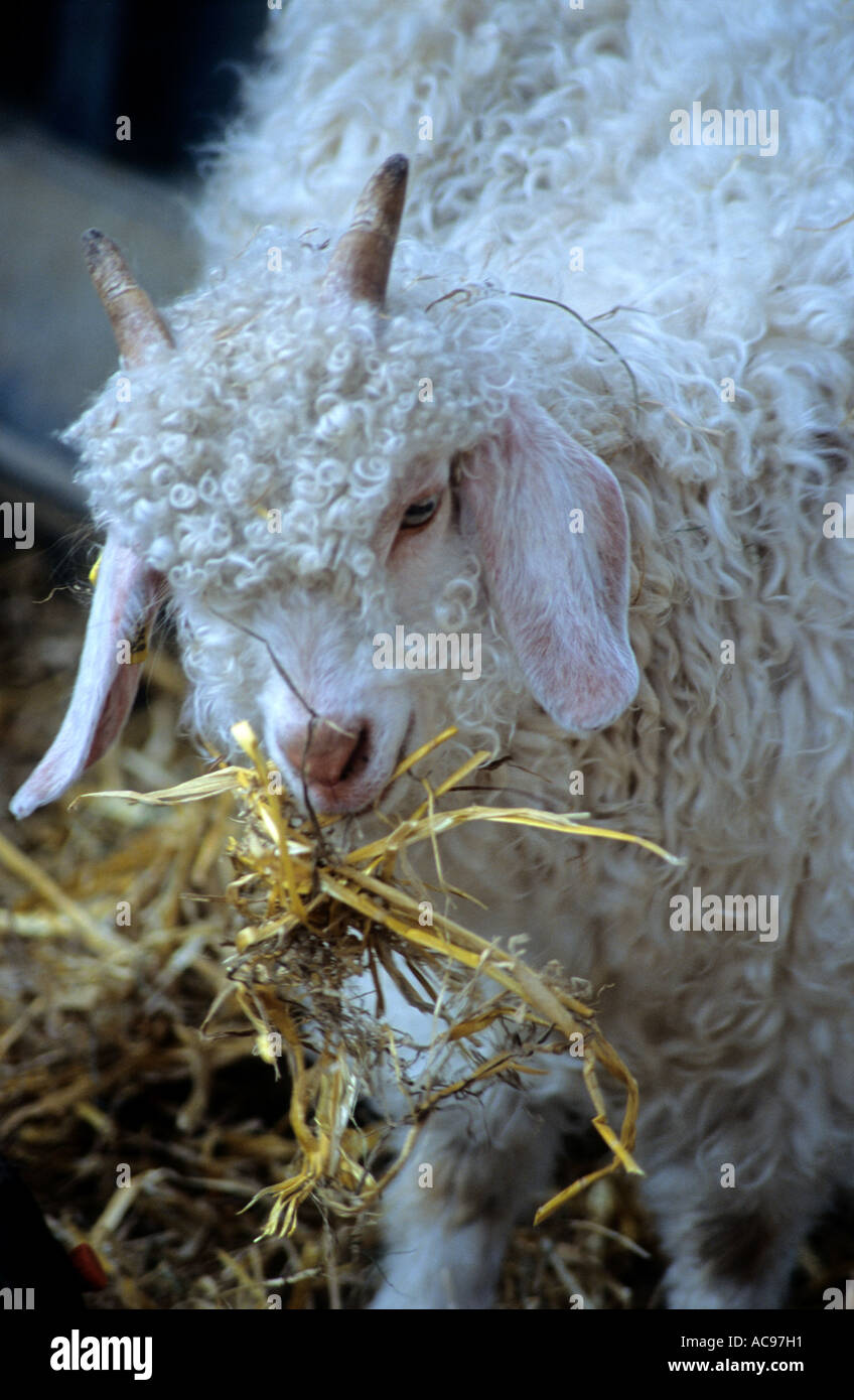 Chèvre angora Kid Banque D'Images