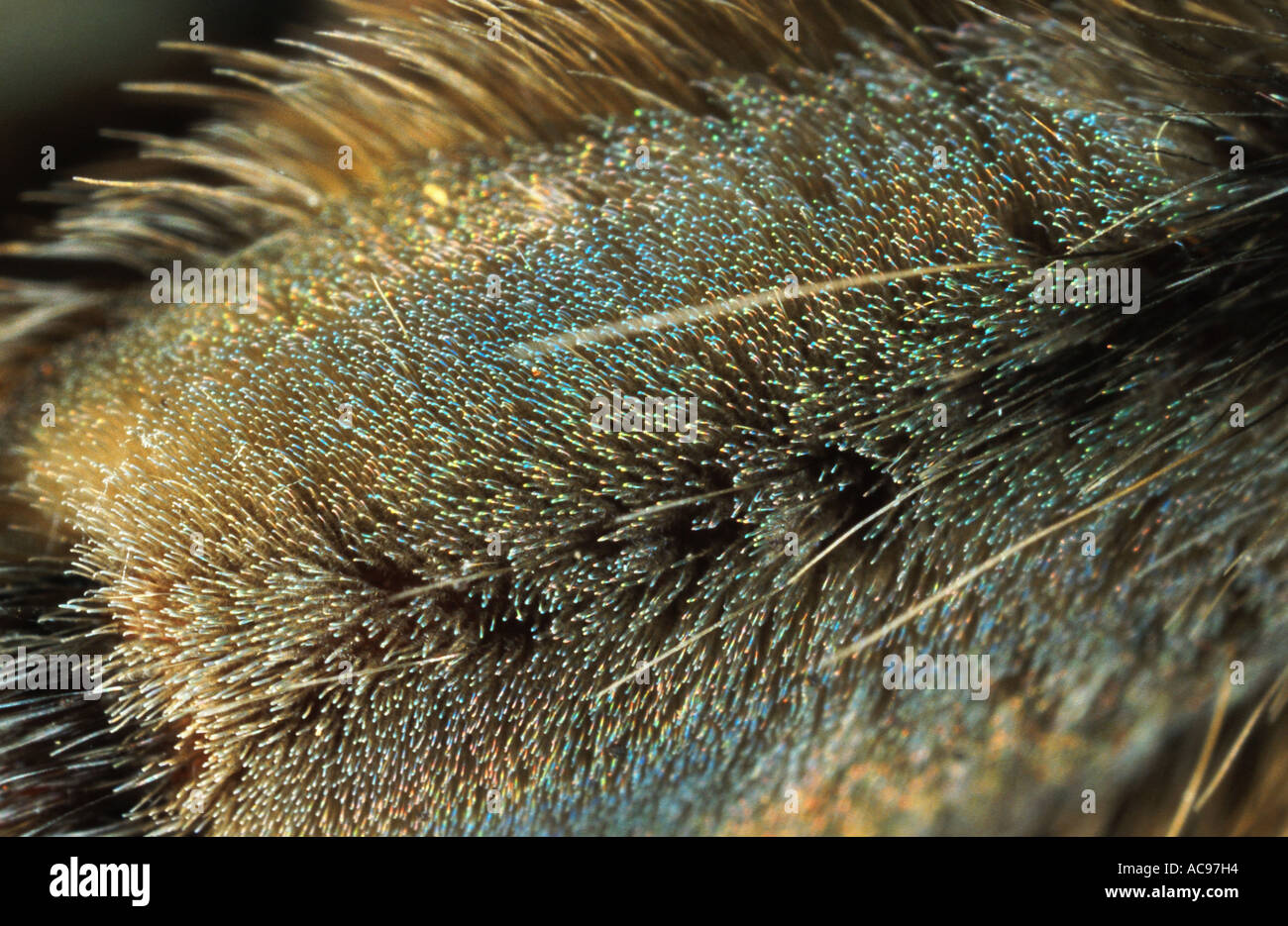 Trinité-chevron (Psalmopoeus cambridgei tarentule), poils collants Photo  Stock - Alamy