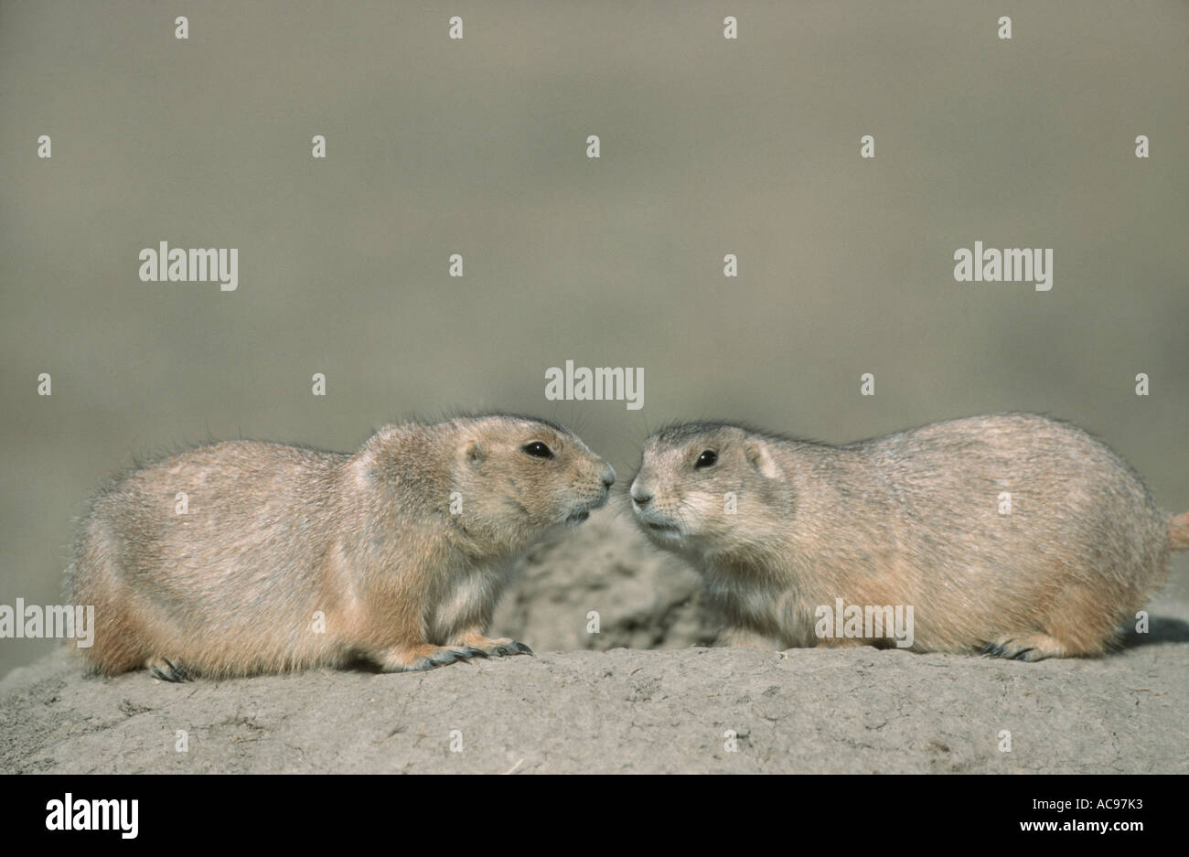 Chien de prairie, des plaines du chien de prairie (Cynomys ludovicianus), deux animaux, les baisers, Canada, Alberta Banque D'Images
