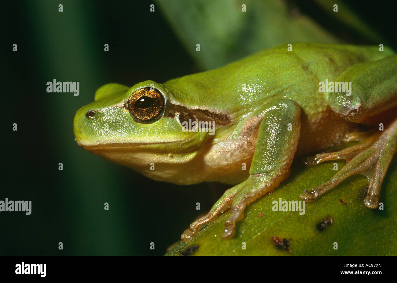 Treefrog Hyla meridionalis Espagne méditerranéenne Banque D'Images