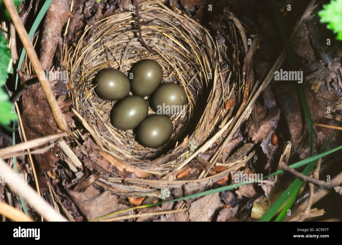 Nightingale nest avec cinq œufs Luscinia megarhynchos Espagne Banque D'Images