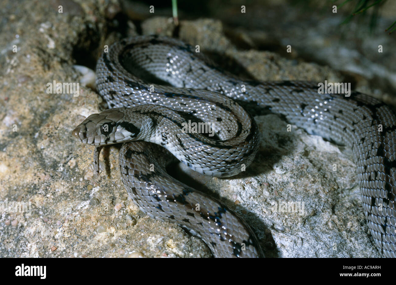 Serpent échelle Elaphe scalaris Alicante Espagne Banque D'Images