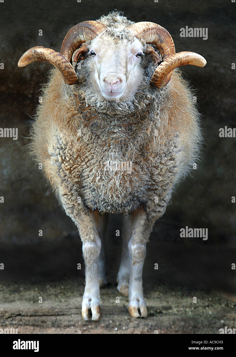 Mouflon (Ovis musimon), ram, portrait Banque D'Images Mouflon (Ovis musimon), ram, portrait Banque D'Images