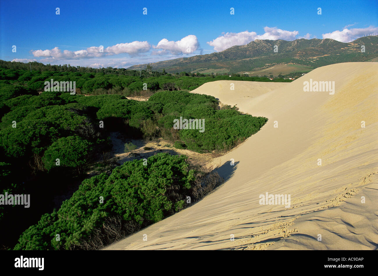 Dunes de sable de Las Palomas empiéter sur les forêts de conifères la plage de Los Lances, Cadiz Banque D'Images