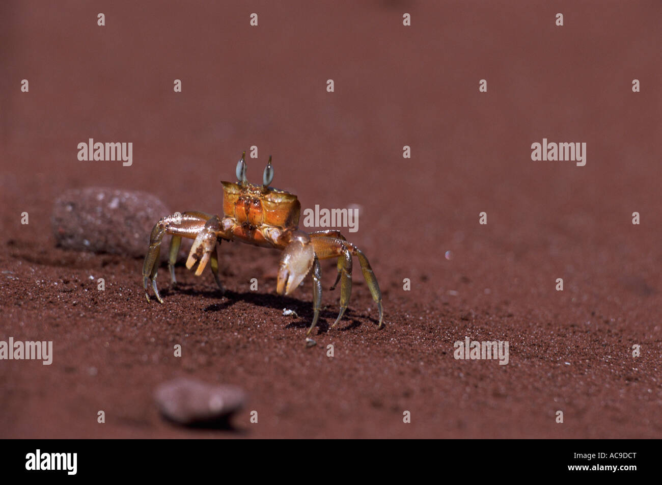 Le crabe fantôme Ocypode Galapagos sp Banque D'Images