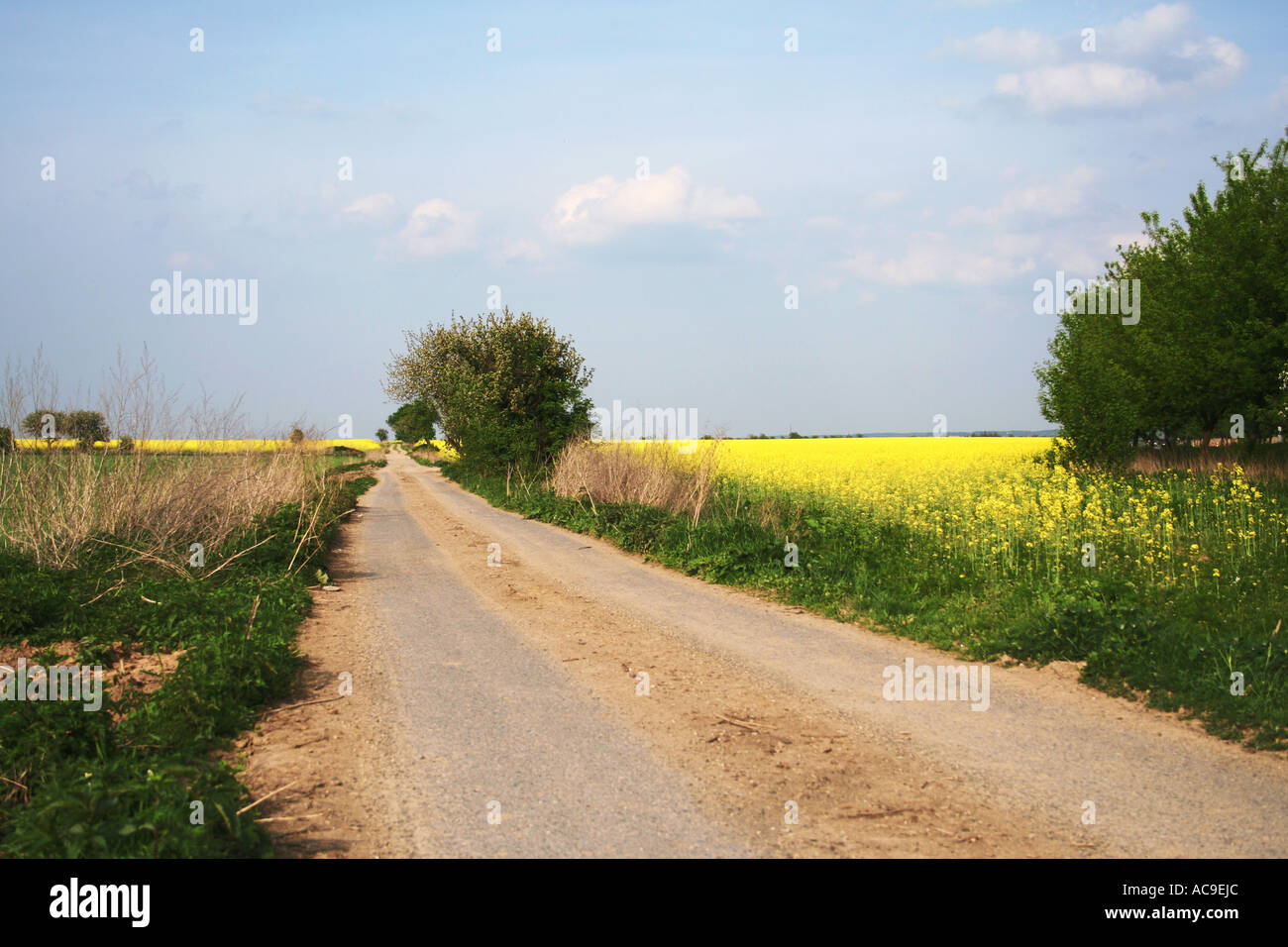 Chemin de terre rural menant à travers des champs verts et des fleurs de colza jaune sous un ciel bleu clair. Banque D'Images