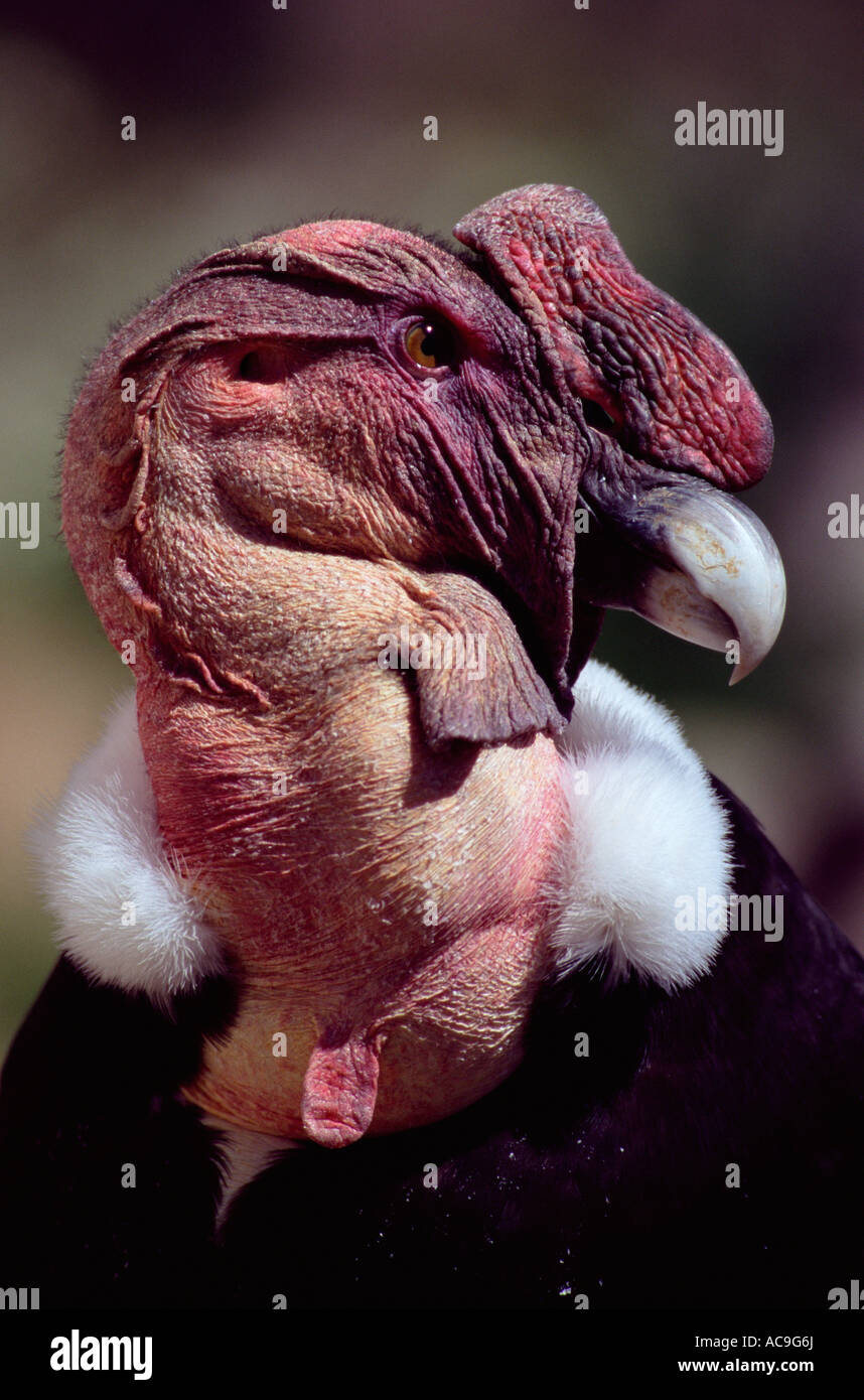Condor des Andes Vultur gryphus prisonnier tête portrait Banque D'Images