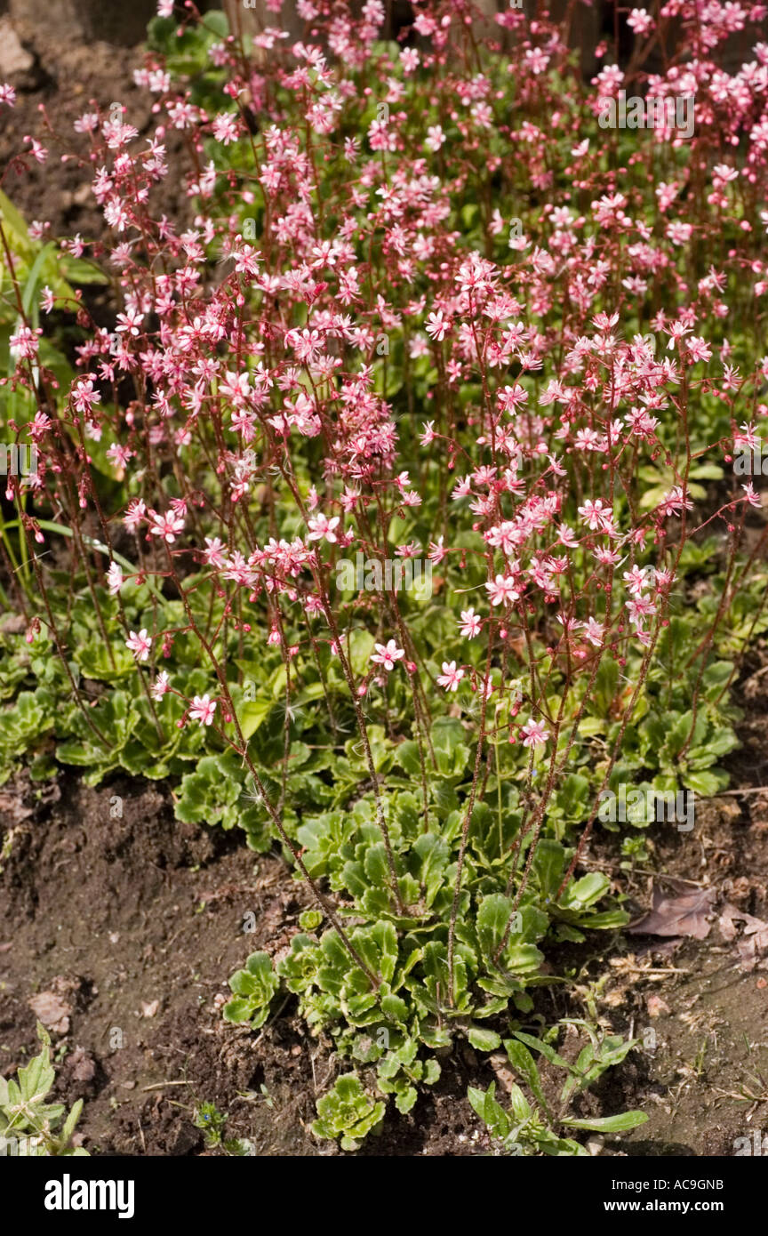 Les petites fleurs rouges de saxifragacées Saxifraga urbium urbicum x ou Clarence Elliot Banque D'Images
