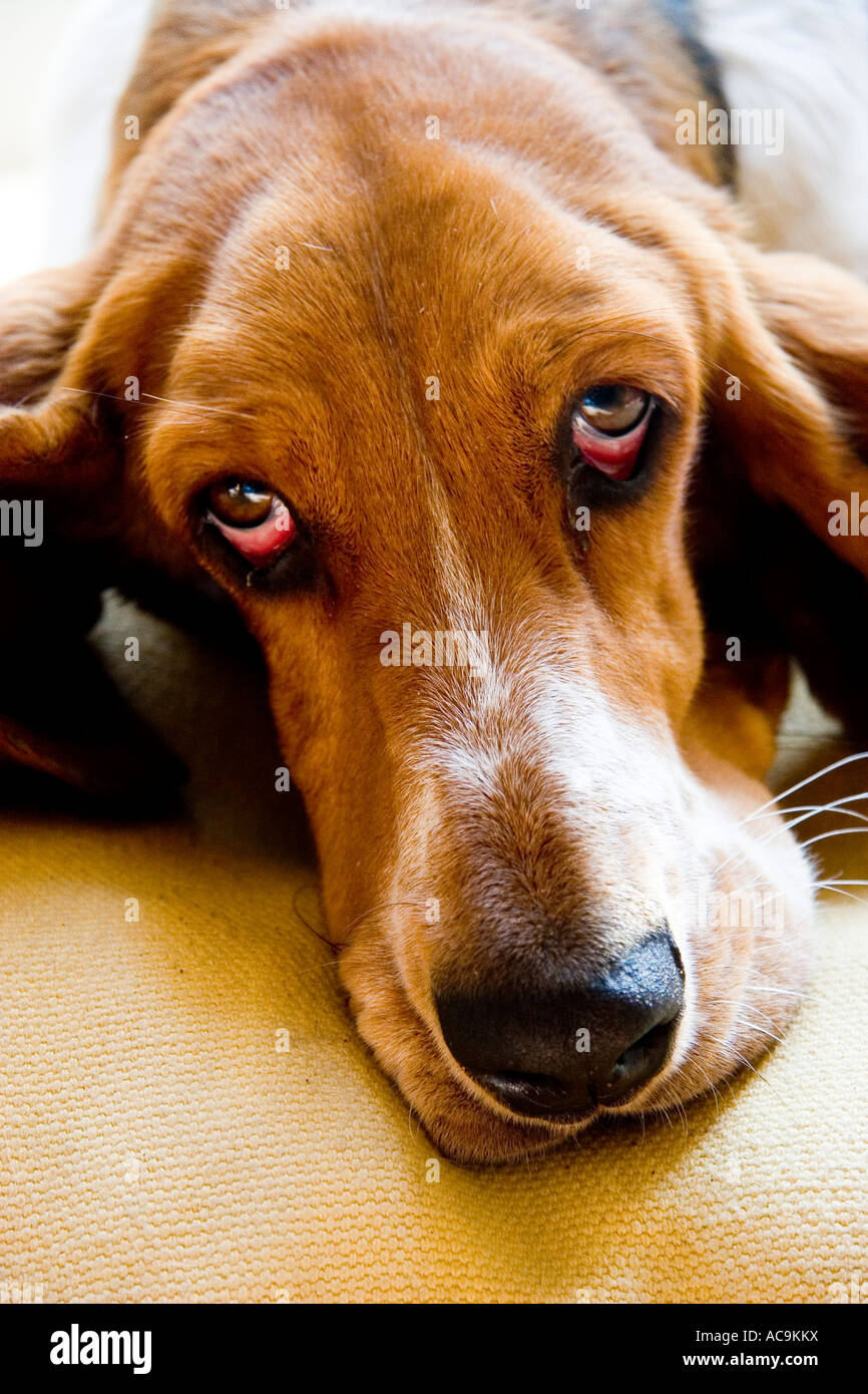 Bassett Hound Banque D'Images