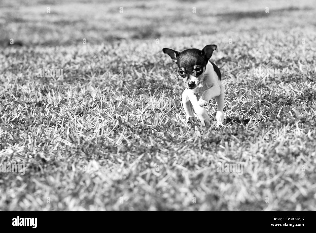 Chiot Terrier qui traverse le champ ouvert Banque D'Images
