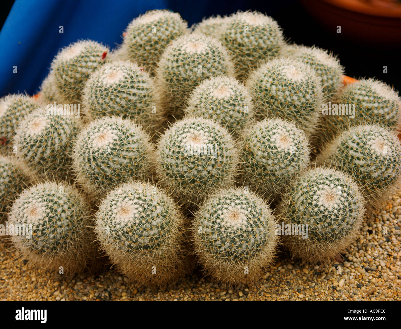 Cactus Banque D'Images