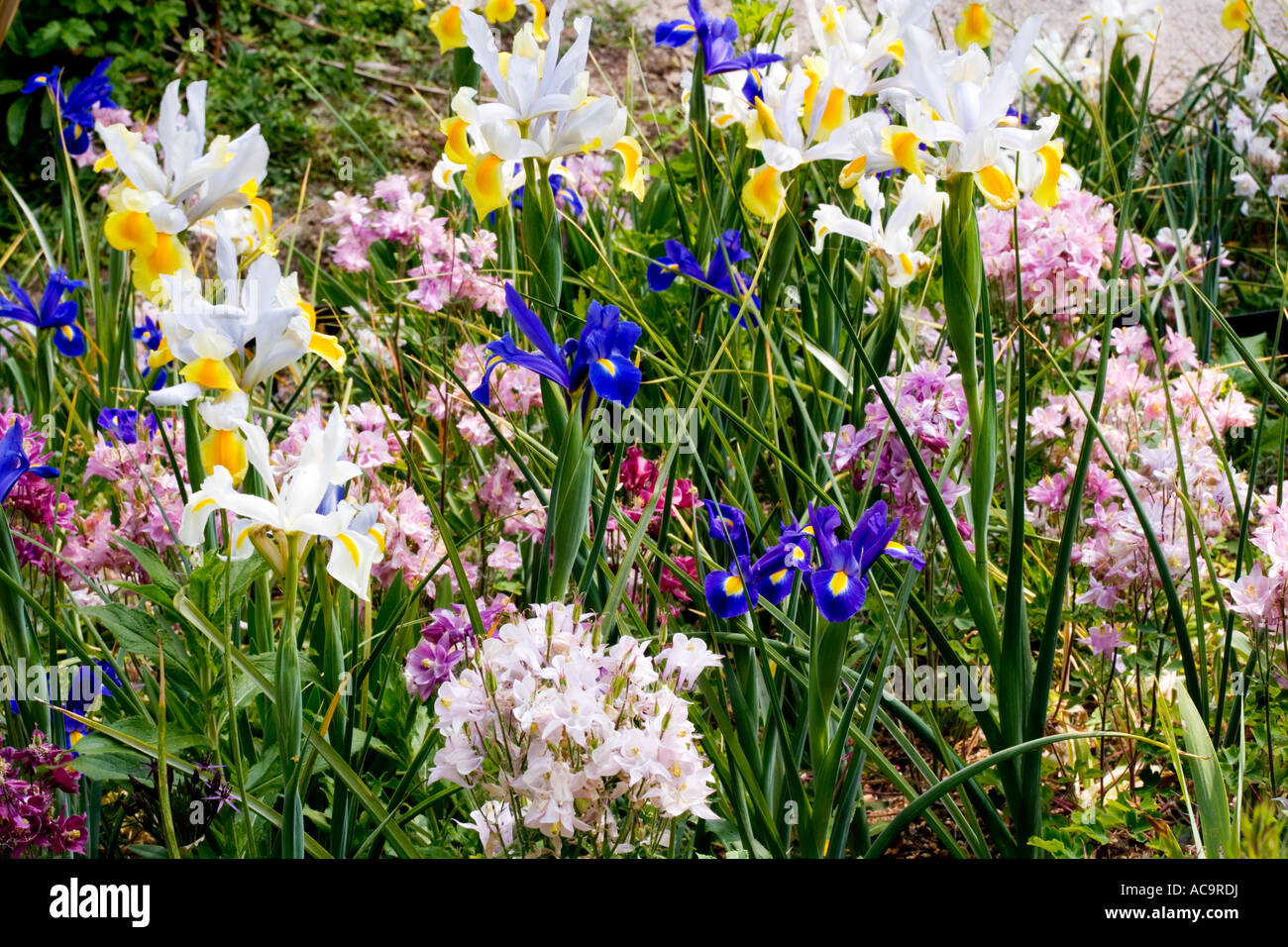 Iris Varietyof prises à Abbey House Gardens, Malmesbury, Wiltshire, Angleterre, Royaume-Uni Banque D'Images