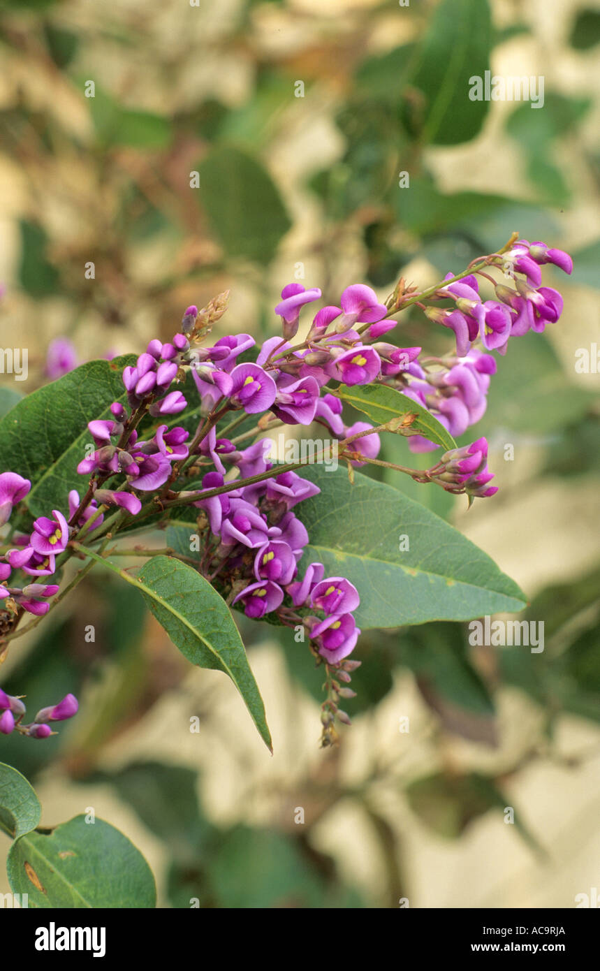 Hardenbergia violacea 'Happy Wanderer', violet, violet fleurs, jardin plante hardenbergias Banque D'Images
