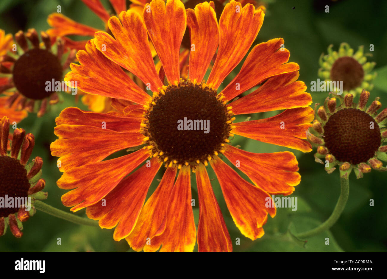 Helenium 'Christian' , Sneezeweed, la fin de l'été, l'automne plantes vivaces Banque D'Images