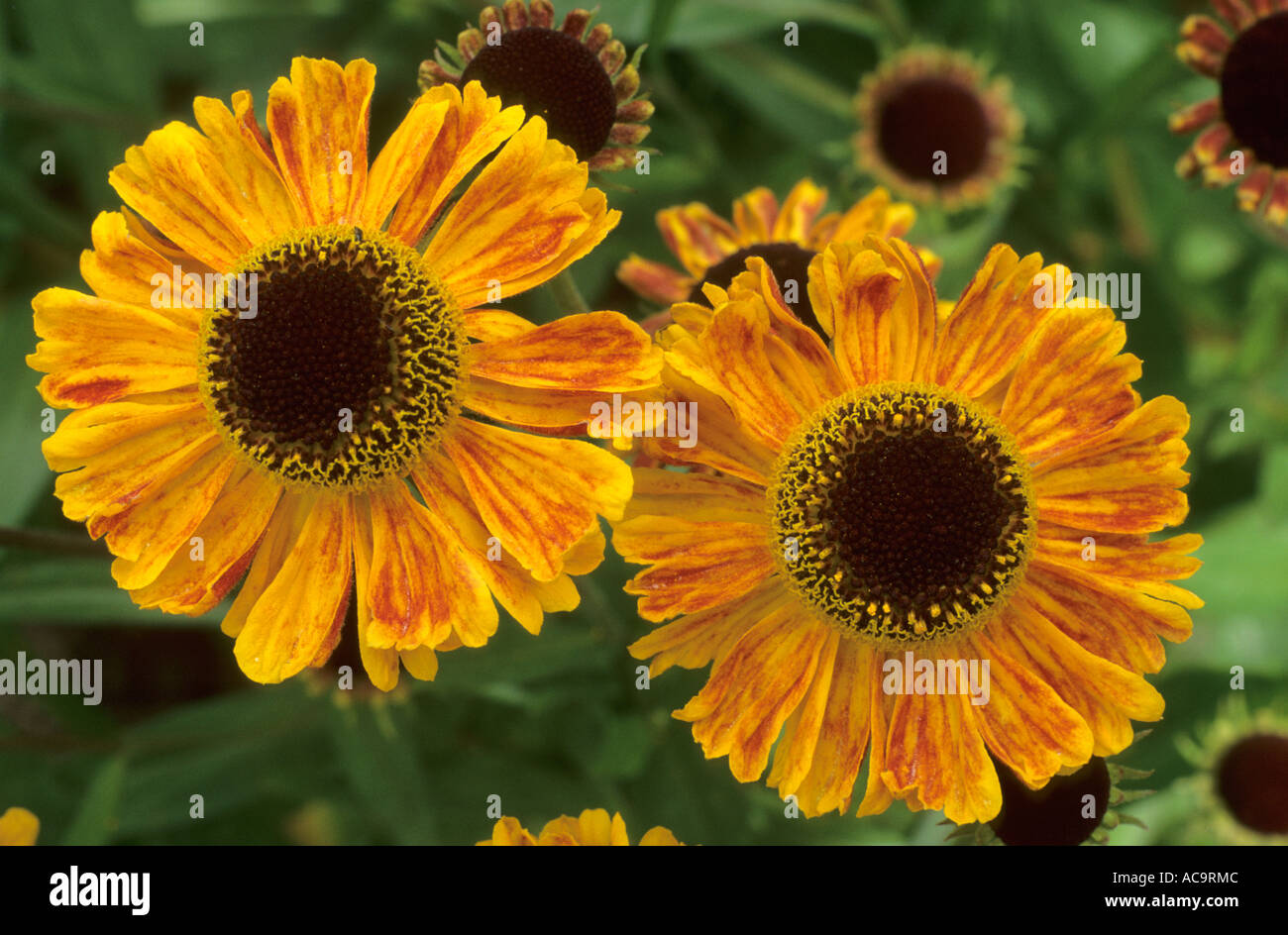 Helenium 'Wyndley', Sneezeweed, la fin de l'été, l'automne plantes vivaces Banque D'Images