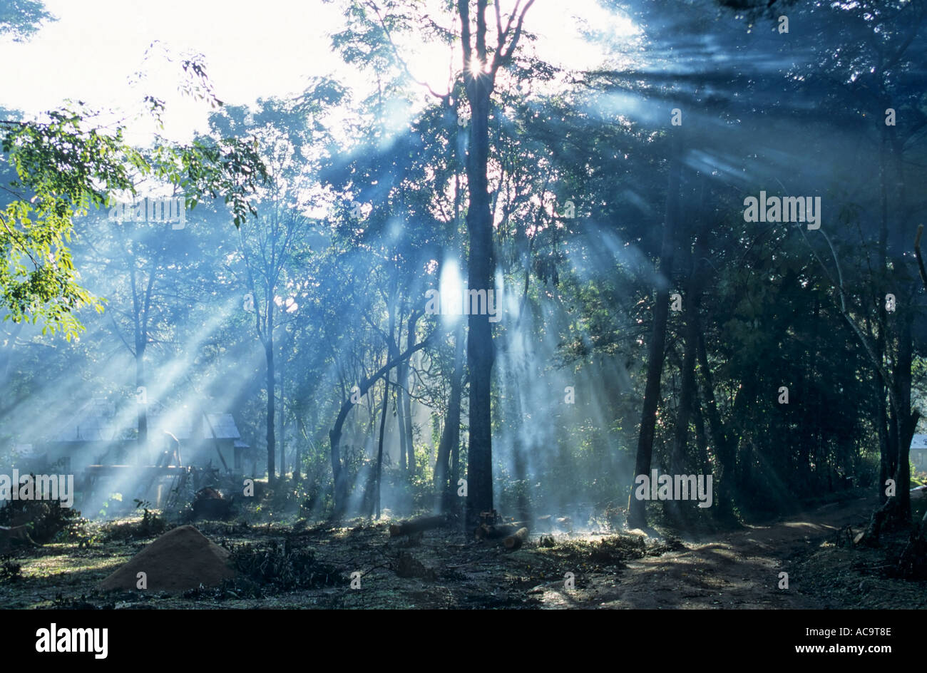 Faisceaux de lumière à travers les arbres, Kakamega Forest National Reserve, Kenya Banque D'Images