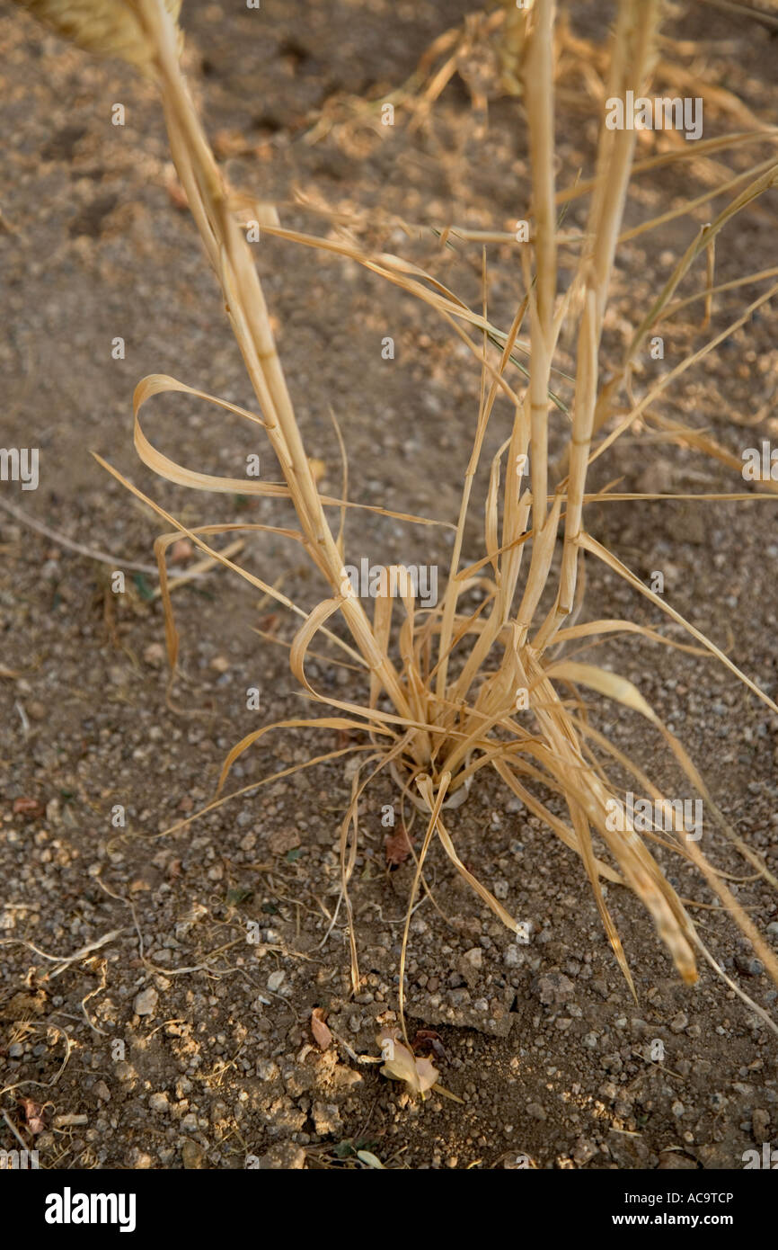Le blé, une mauvaise récolte due à la sécheresse, au Nevada Banque D'Images