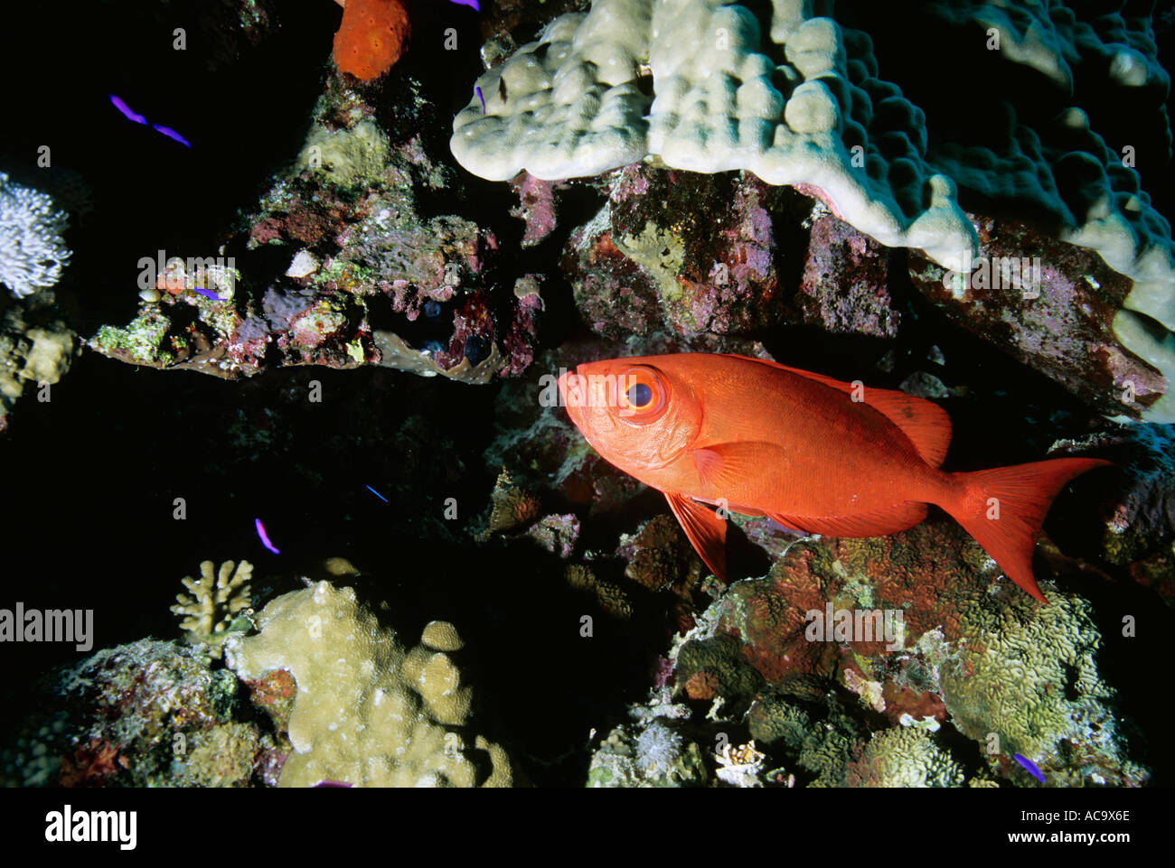 Queue de croissant (Priacanthus Hamrur Obèse) Nager sous un morceau de Champignon de corail, Mer Rouge, Egypte. Banque D'Images