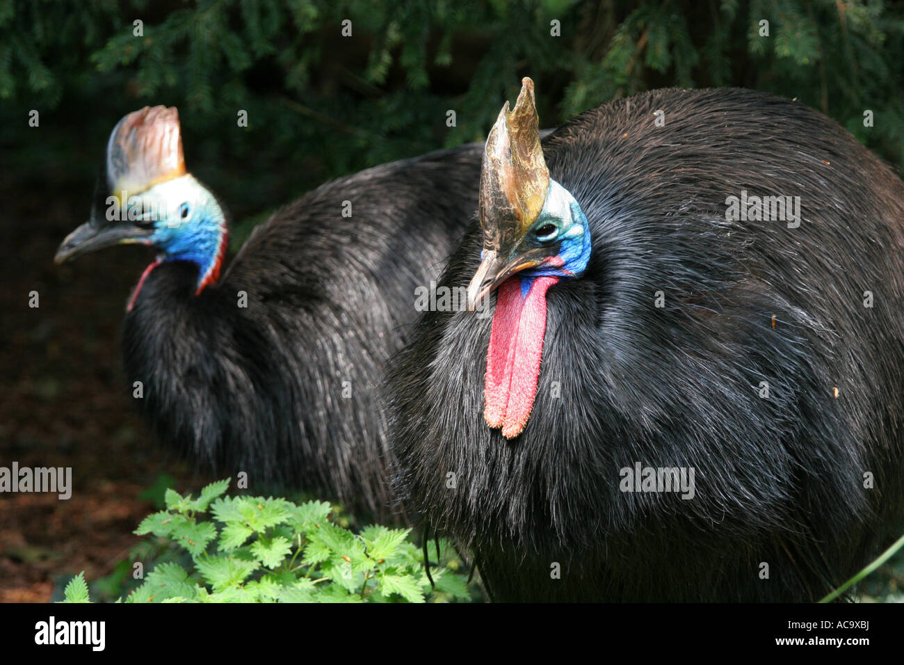 Deux Cassowarys Sud Casuarius colorés volent pas casarius grands oiseaux de la faune Banque D'Images