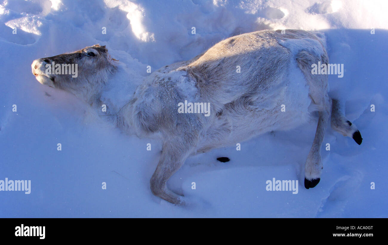 Veau de rennes morts, gisant dans la neige Banque D'Images