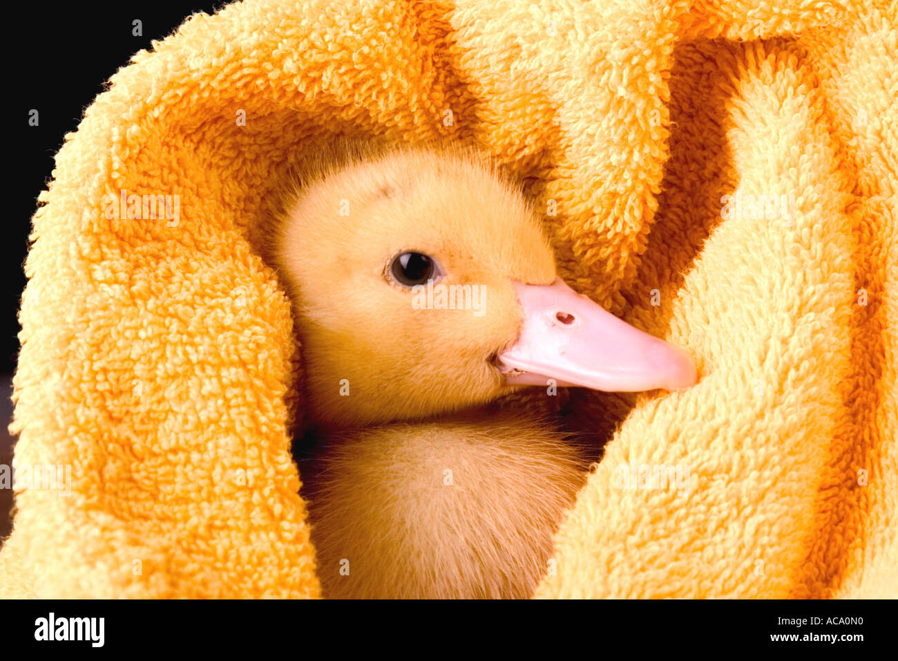 Poussin de bébé Banque D'Images