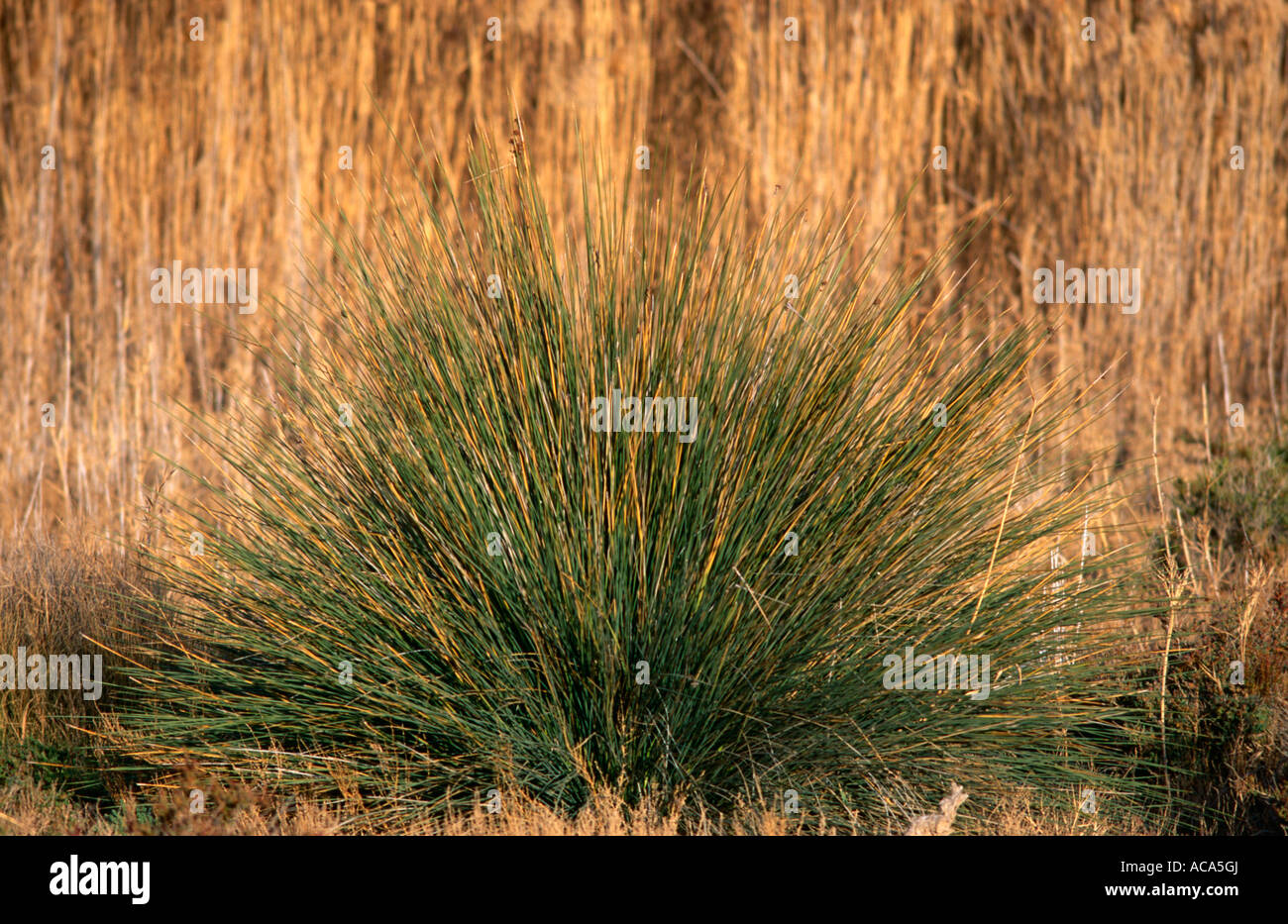 Sharp a fait Juncus acutus Alicante Espagne Banque D'Images