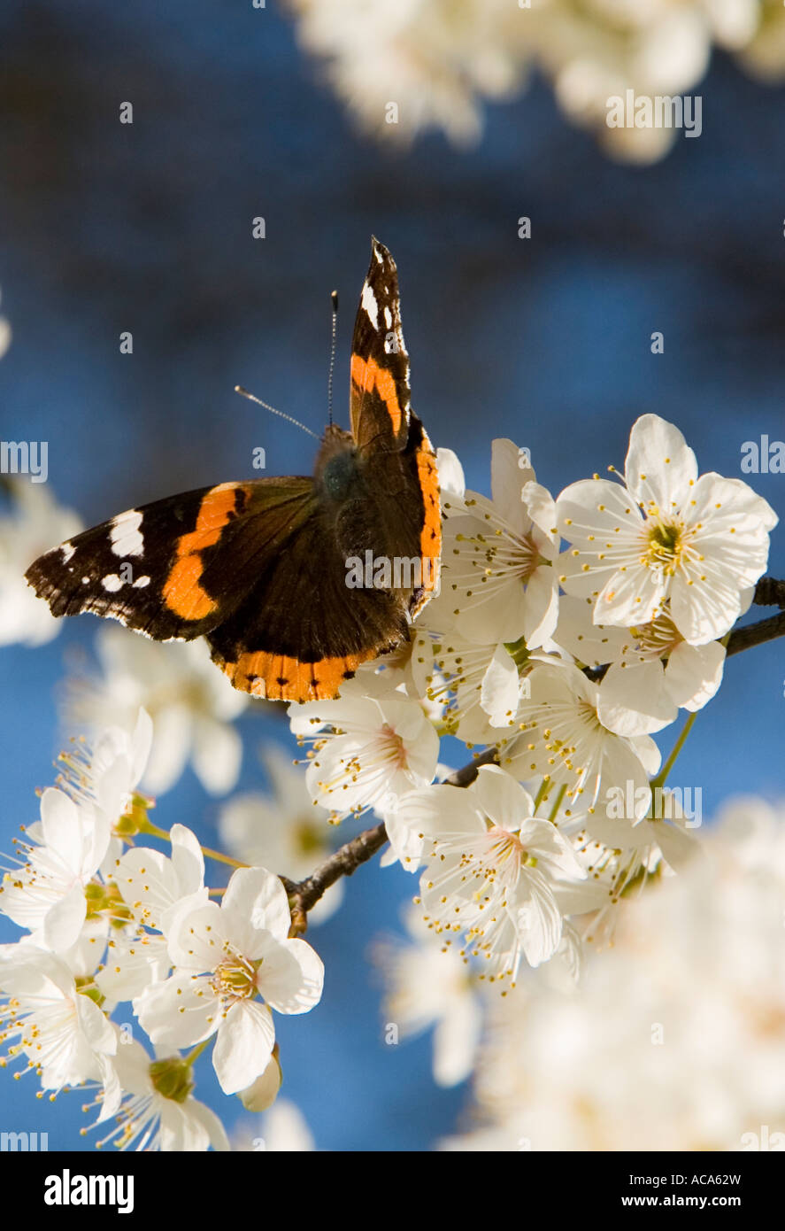 Papillon, l'amiral rouge, Vanessa atalanta sur cherry tree blossoms Banque D'Images